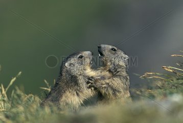 Two young Marmots raised face-to-face Vanoise France