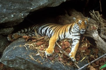 Tigre couché PN Banghavgarh Inde