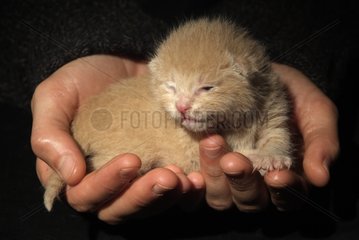 Red newborn kitten carryied in the hands