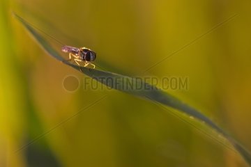 Syrphidfliege auf einem Blatt -Méjean -Sumpf Frankreich