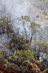 Brände aus Wald und Maquis in Neukaledonien