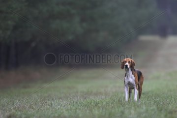 Dog pack of hunting with hounds Crew of cheverny