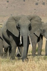 African elephants Reserve of Masaï Mara Kenya