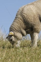 Texel lamb grazing island of Terschelling Netherlands
