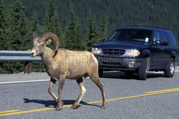 Males of bighorn sheep going on a road Canada