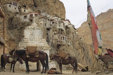 Horses resting in Phuktal village Zanskar India