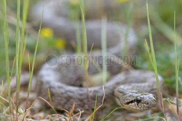 Southern smooth snake on grass Provence France