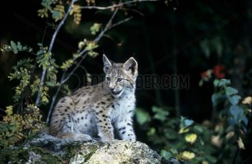 Jeune Lynx Boréal de 3 à 4 mois guettant Allemagne