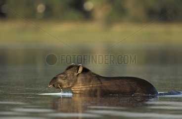 Terrestrisches Tapir  das in einer Lagune geht