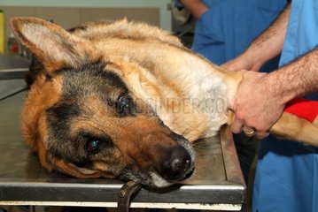 Preparation of a German Shepherd for an operation