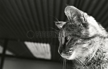 Portrait cat Refuge of Beauregard France