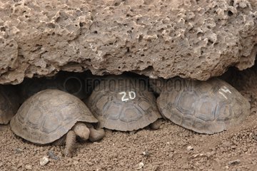 Galapagos Giant Tortoises Charles Darwin Research Station