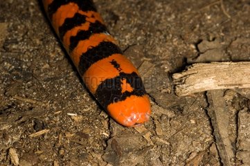 Portrait of False coral snake on ground French Guiana
