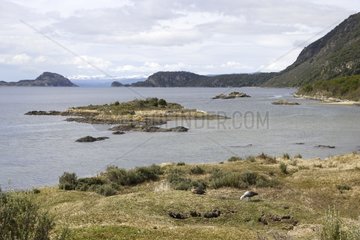 Coastal landscape of Lapataia Bay and Upland geese