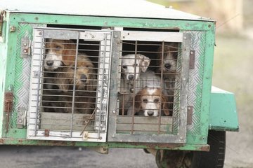 Dogs transported to hunting on the island of Ouessant