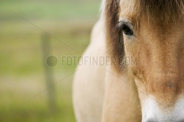 Icelandic horse Faroe Islands