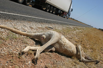 Australia  west coast  Road to Coral Bay. A Dead kangaroo lies at the side of the road. One of the many big trucks called road trains fly___s by the typical scene.