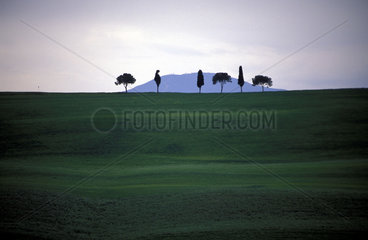 Tuscany  a row of trees