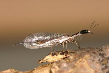 Snakefly on a branch Belgium