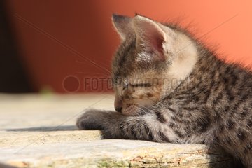 Portrait of a kitten sleeping