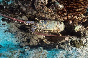 New Caledonia Lobster Noumea