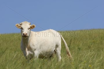 Charolaise Cow in a meadow France