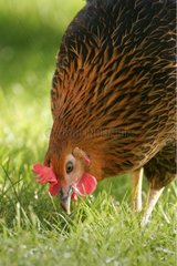 Portrait of a Hen in the open air [AT]