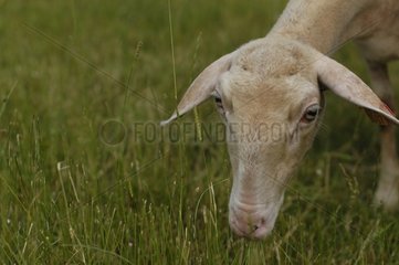 Lacaune Schafe weiden Lozère Frankreich
