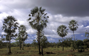 Carnaúba trees ( carnauba trees ) - Maranhao State  Brazil. Sustainable development