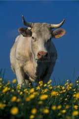 Vache charolaise dans un pré France