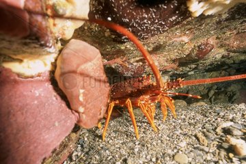 Spiny lobster at the entrance of burrow Eagleneck Tasmania