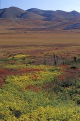 Montagne et toundra en automne Yukon Canada