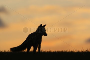 Silhouet of a Red fox at sunset in autumn GB