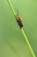 Soldier beetle climbing on a stem Correze France