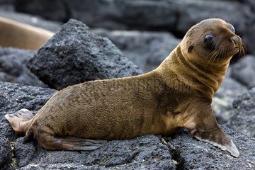 Young Galapagos sea lion on rocks Galapagos