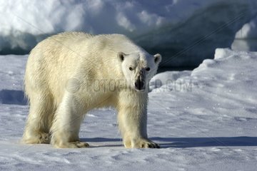 Polar bear on the Ice-floe Spitsbergen Arctic