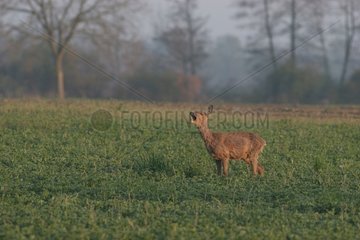 Roe deer giving warning in a plain in Alsace