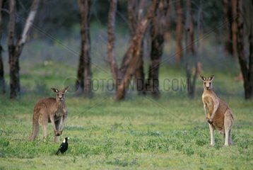 Two Eastern Grey Kangaroos Warrumbungle National Park
