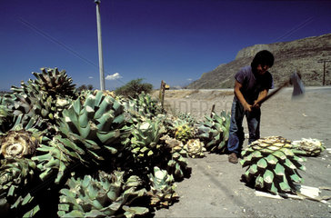 Mexico; a worker standing next to a pile of cactus for the production of mezcal is chopping a cactus with an axe