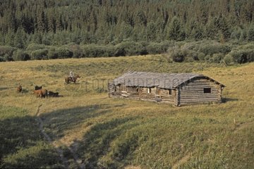 Cowboy and cattle near a log house Cypress Hills Canada