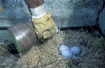 Halbqualifizierte Arbeiter sterilisieren Eier aus Möwen Brest