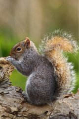 Grey squirrel on dead wood England
