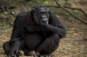 Portrait de Chimpanzé assis Gombe Tanzanie