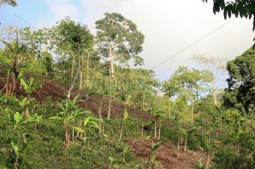 Abholzung und Schrägstrich und Verbrennung der Landwirtschaft in Mayotte