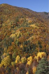 Mixed forest in autumn Ordesa Valley Pyrenees Spain