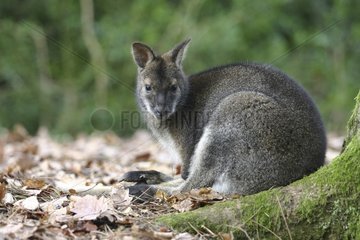 Wallaby der Sümpfe am Fuß eines Frankreichbaums