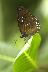 Portrait of Milkweed butterfly in tropical greenhouse France