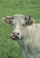 Porträt einer Charolaise -Kuh  die seine Muffel Frankreich leckt