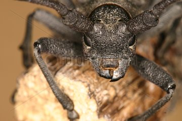 Longicorn beetle head Sieuras Ariege France