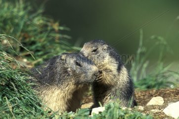 Marmotte des Alpes adulte et jeune PN Vanoise France
